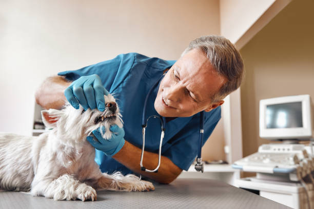 Best After-Hours Emergency Dentist in North Shore, VA
